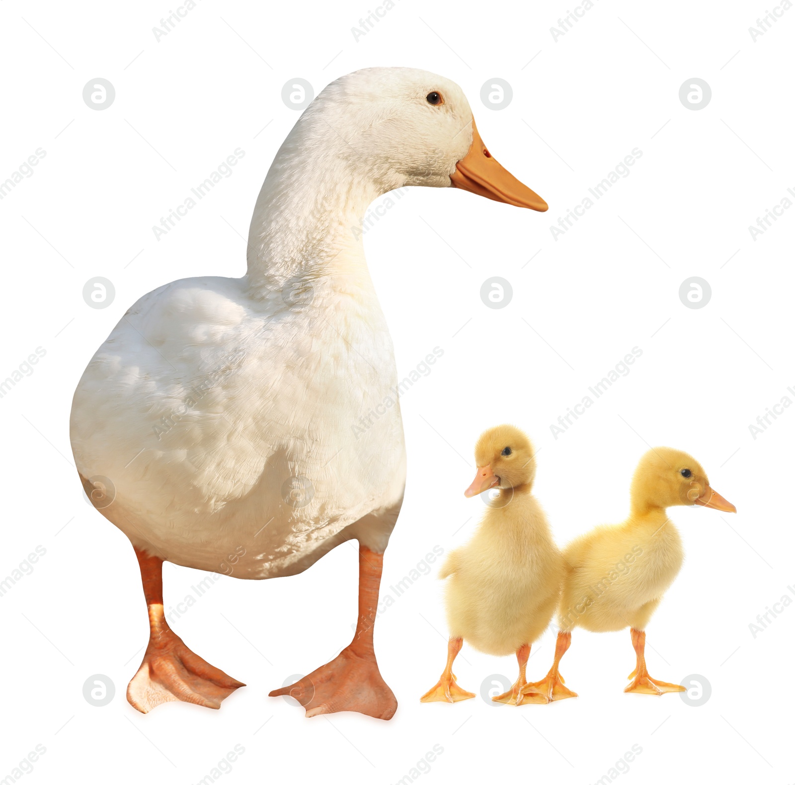 Image of Duck and small fluffy ducklings on white background