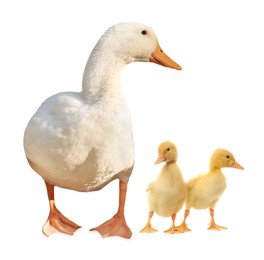 Image of Duck and small fluffy ducklings on white background