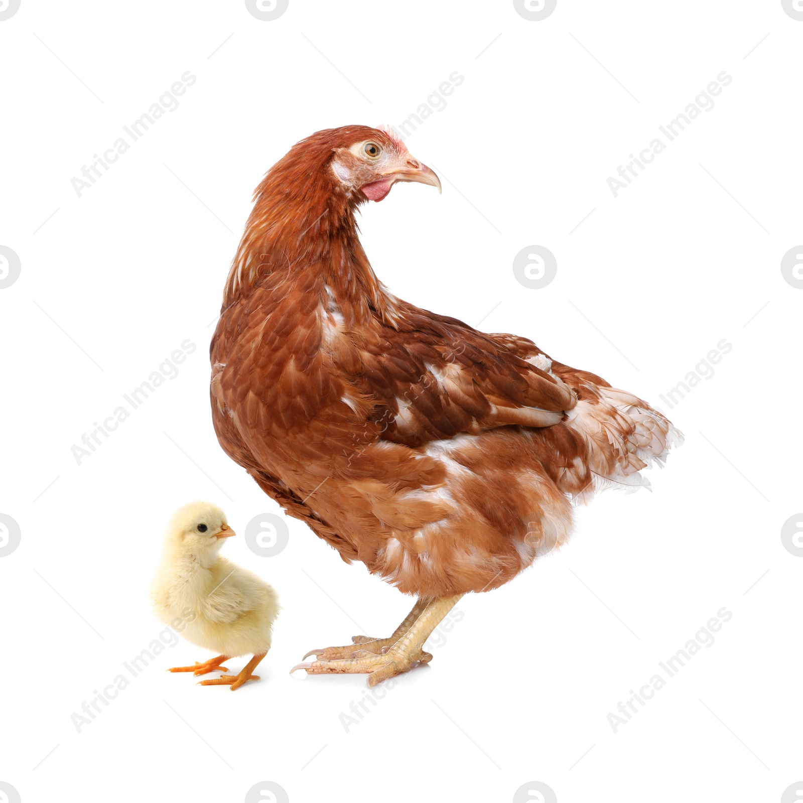 Image of Chicken with cute chick on white background