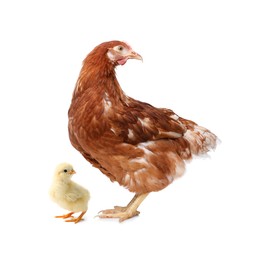 Image of Chicken with cute chick on white background