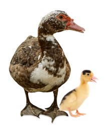 Image of Duck and small fluffy duckling on white background