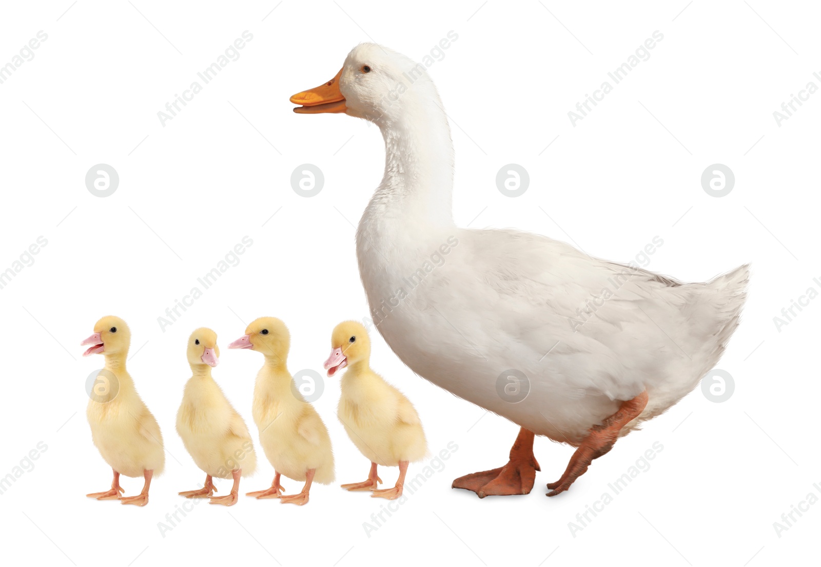 Image of Duck and small fluffy ducklings on white background