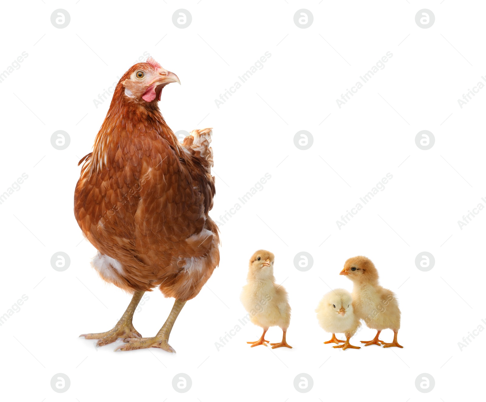 Image of Chicken with cute chicks on white background