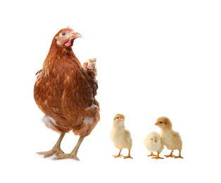 Image of Chicken with cute chicks on white background