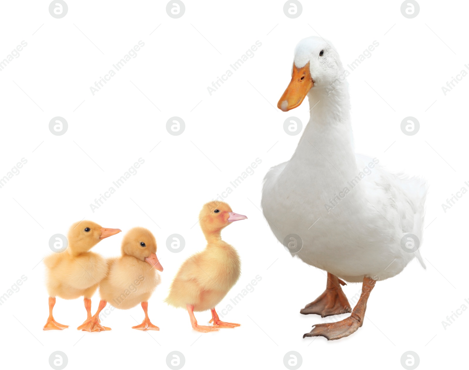 Image of Duck and small fluffy ducklings on white background