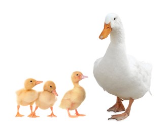 Image of Duck and small fluffy ducklings on white background