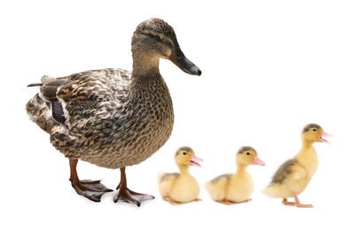 Image of Duck and small fluffy ducklings on white background