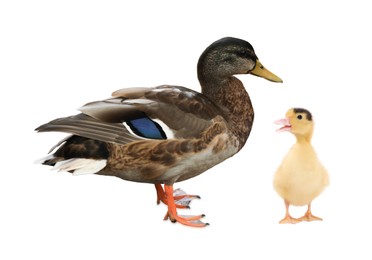 Image of Duck and small fluffy duckling on white background