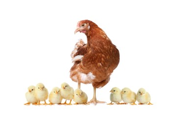 Image of Chicken with cute chicks on white background