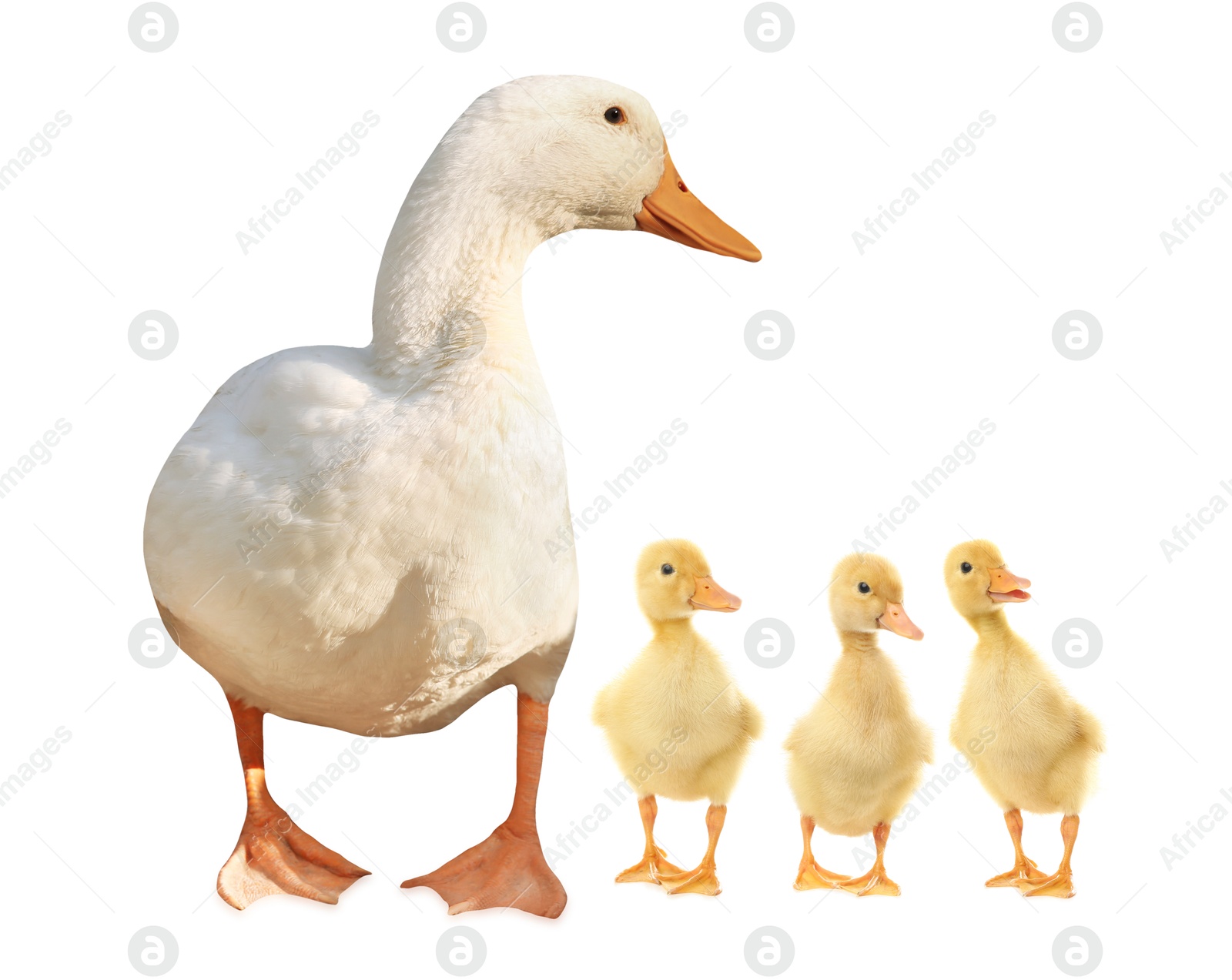 Image of Duck and small fluffy ducklings on white background