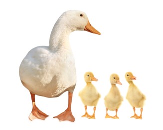 Image of Duck and small fluffy ducklings on white background