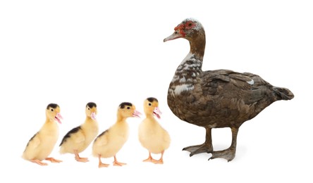 Image of Duck and small fluffy ducklings on white background