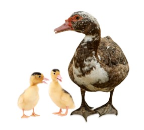 Image of Duck and small fluffy ducklings on white background