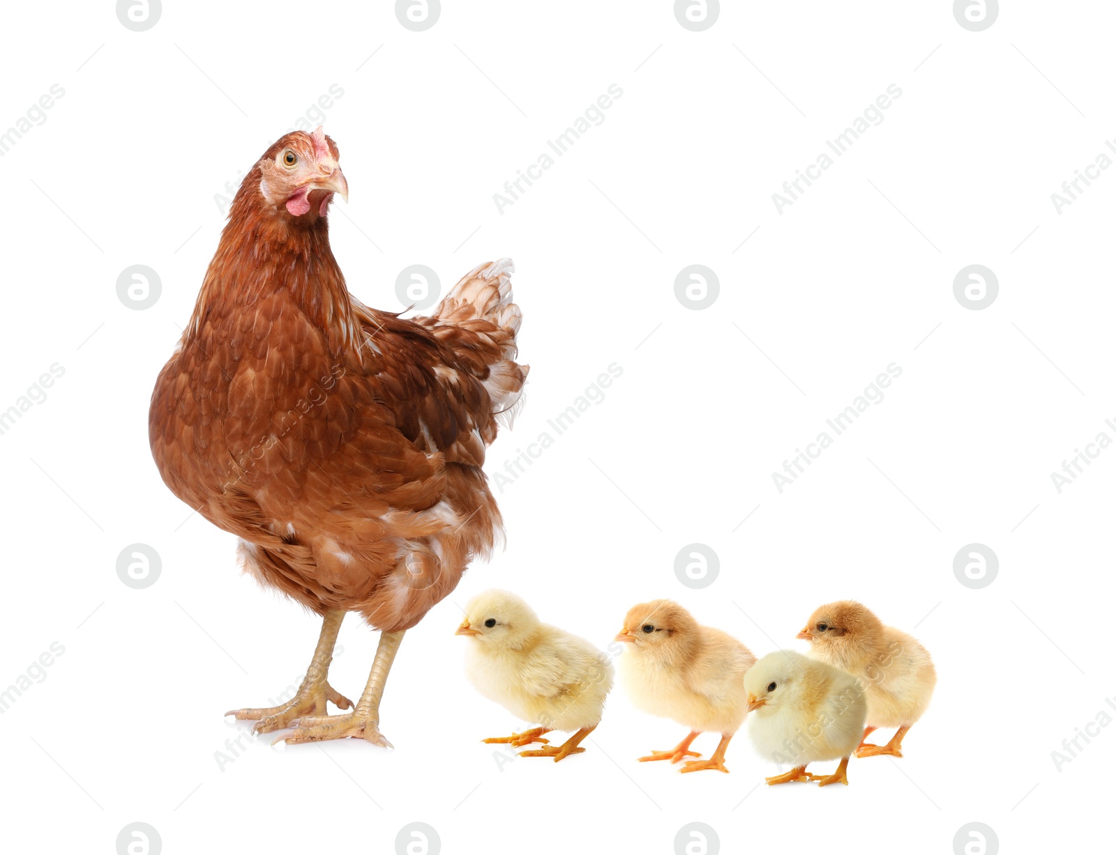 Image of Chicken with cute chicks on white background