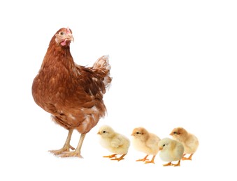 Chicken with cute chicks on white background