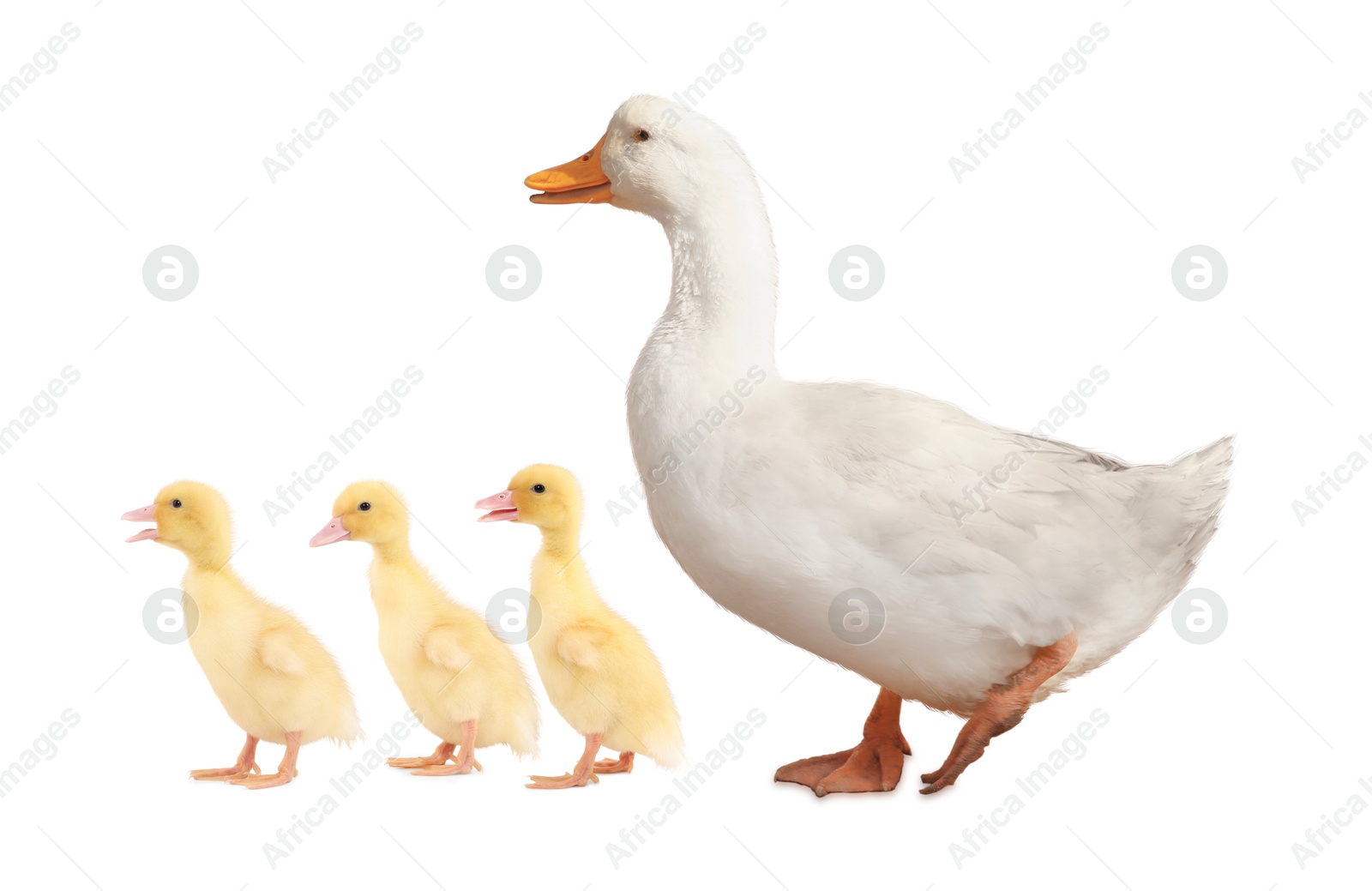 Image of Duck and small fluffy ducklings on white background