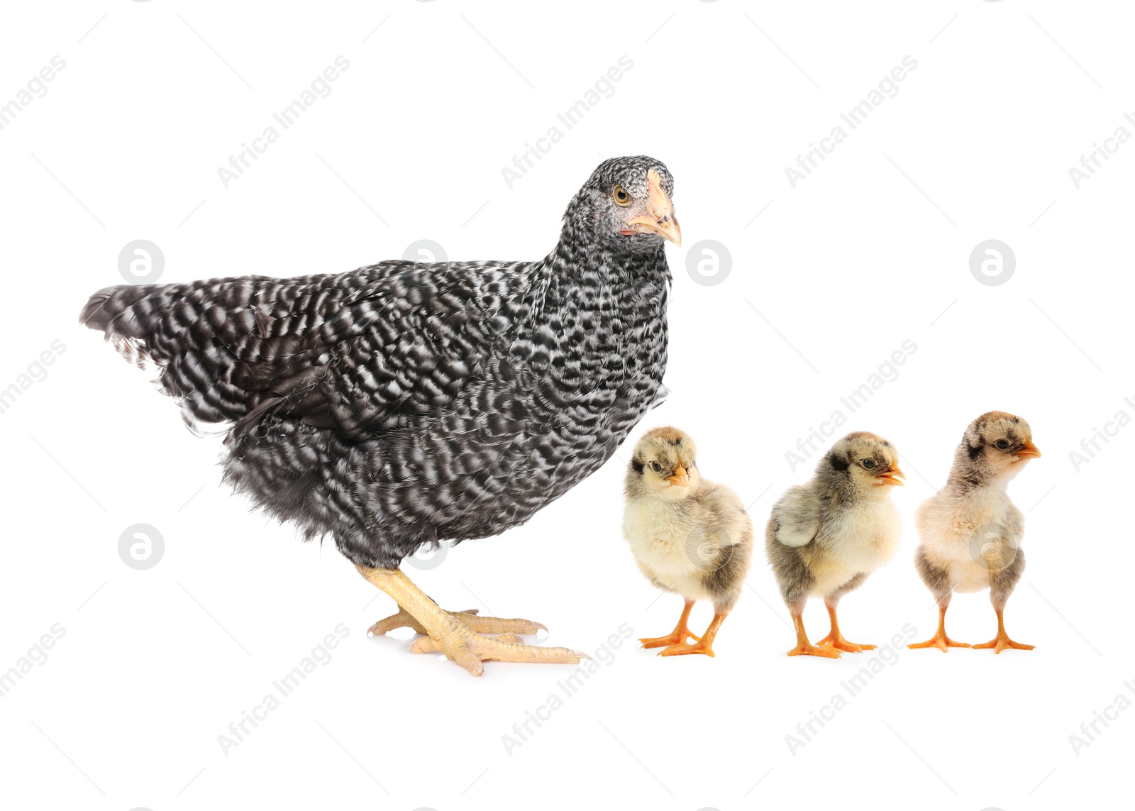 Image of Chicken with cute chicks on white background