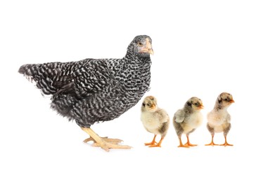 Image of Chicken with cute chicks on white background