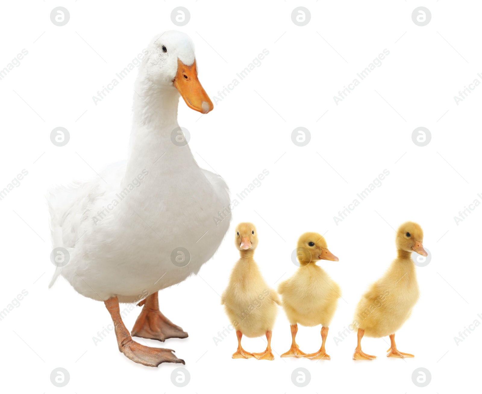 Image of Duck and small fluffy ducklings on white background