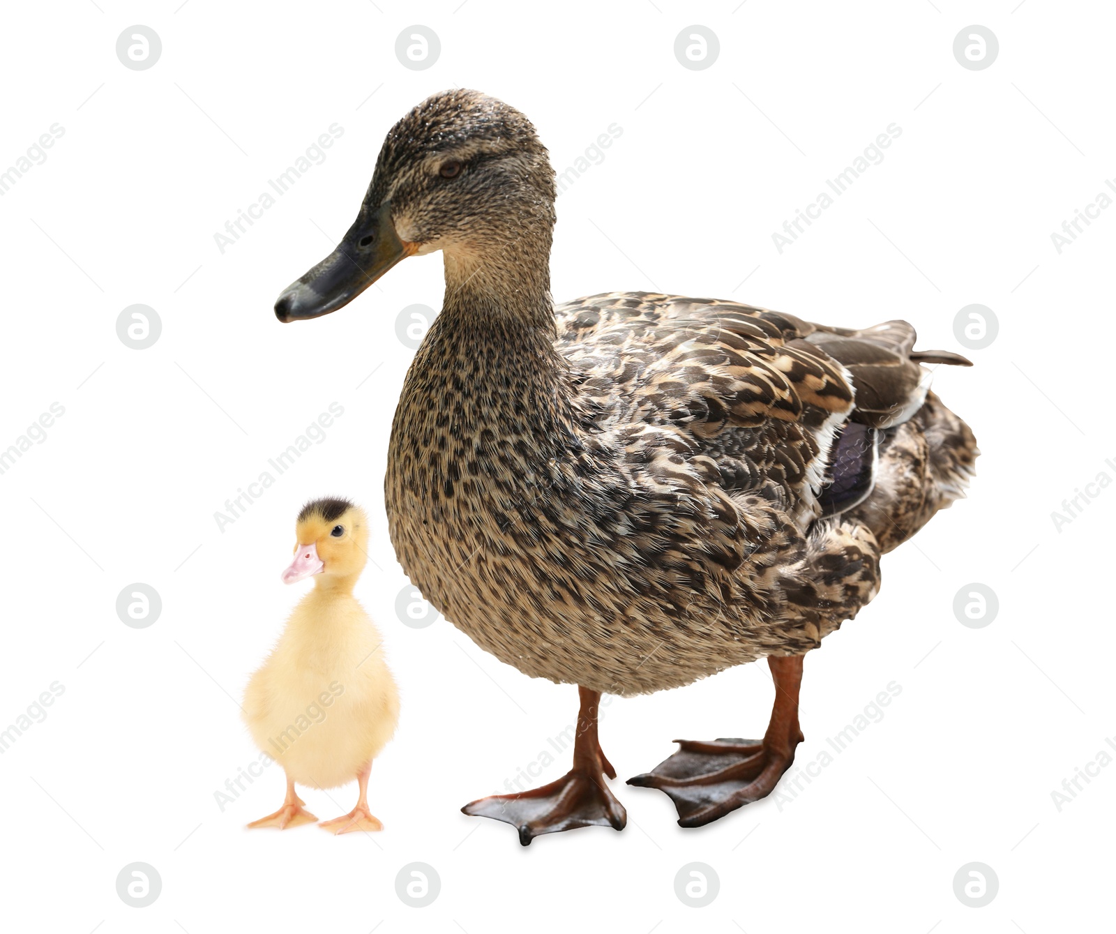 Image of Duck and small fluffy duckling on white background