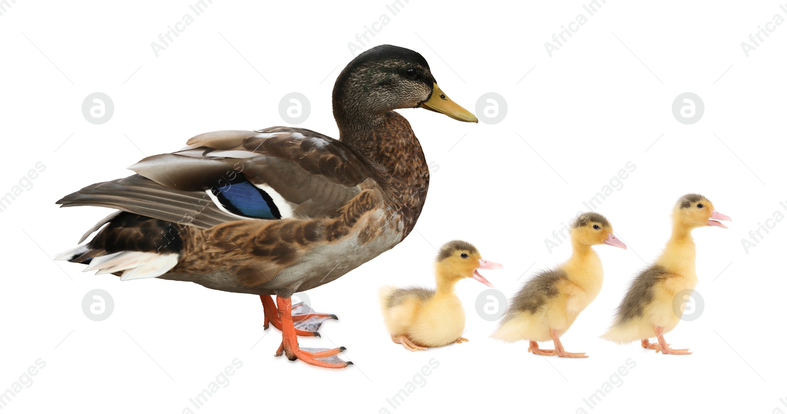 Image of Duck and small fluffy ducklings on white background