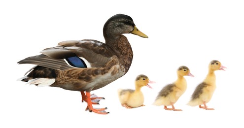 Image of Duck and small fluffy ducklings on white background