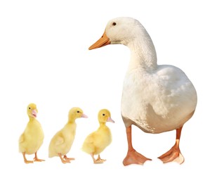 Image of Duck and small fluffy ducklings on white background