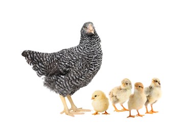 Image of Chicken with cute chicks on white background