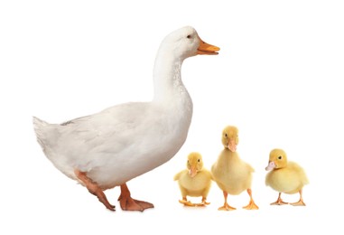 Image of Duck and small fluffy ducklings on white background