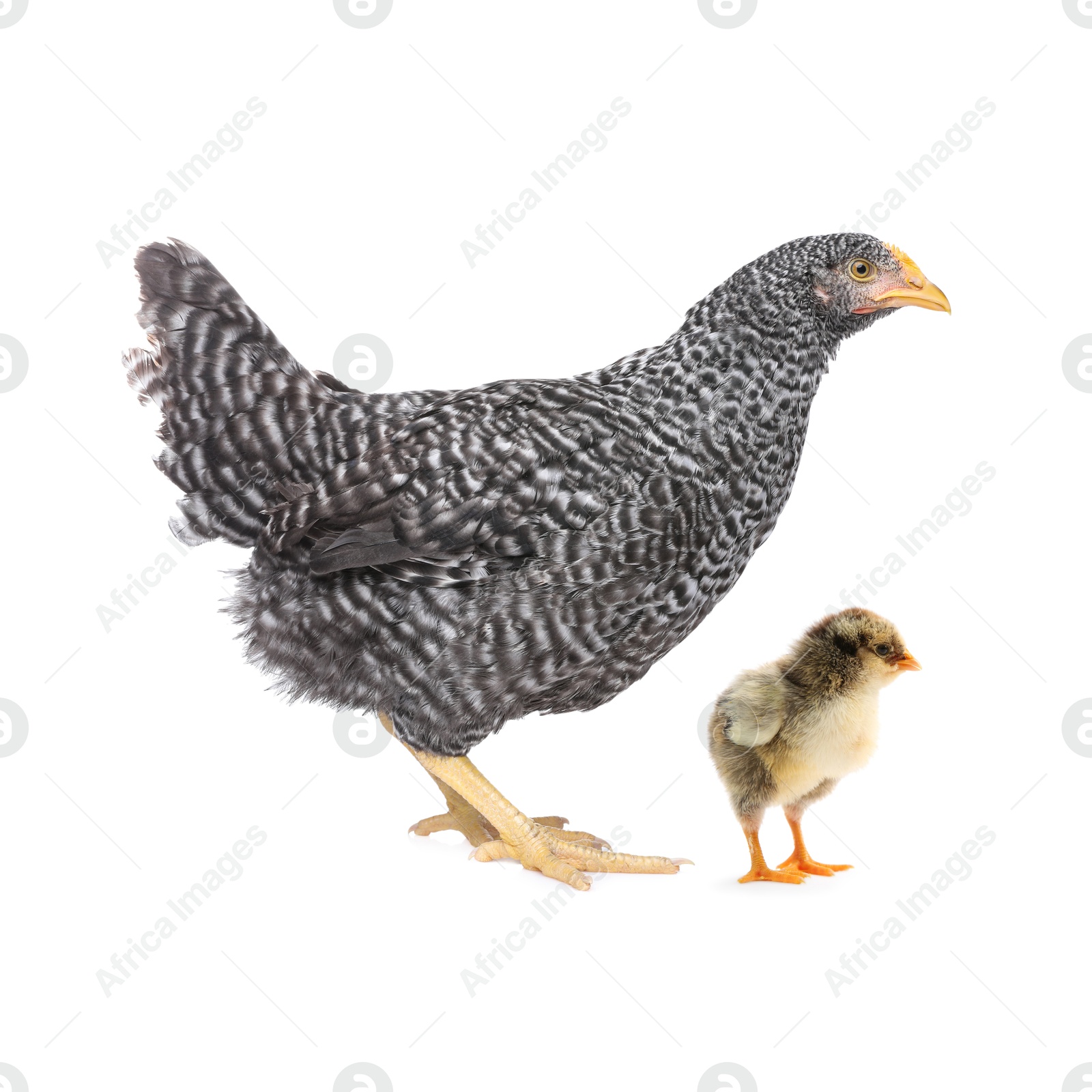 Image of Chicken with cute chick on white background