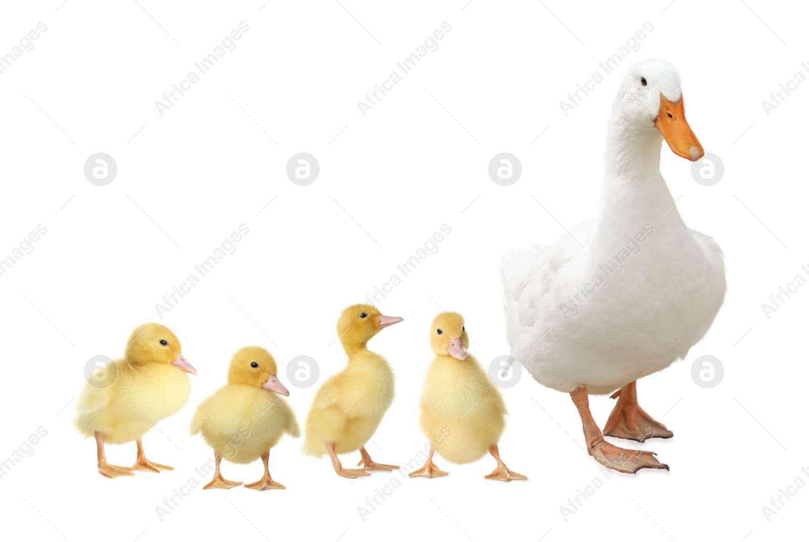 Image of Duck and small fluffy ducklings on white background