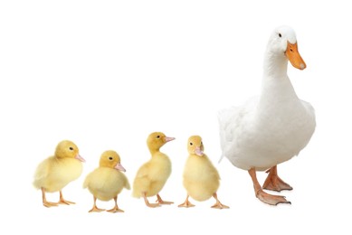 Image of Duck and small fluffy ducklings on white background