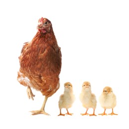 Image of Chicken with cute chicks on white background