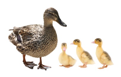 Image of Duck and small fluffy ducklings on white background