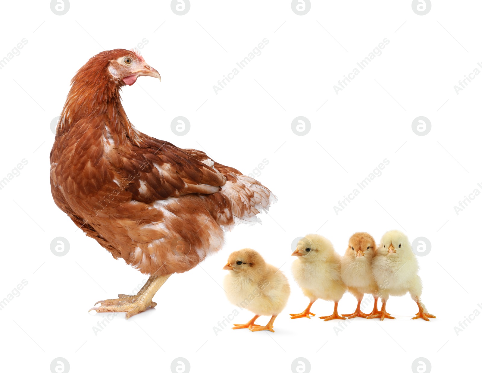 Image of Chicken with cute chicks on white background