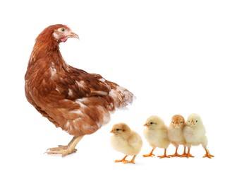 Chicken with cute chicks on white background