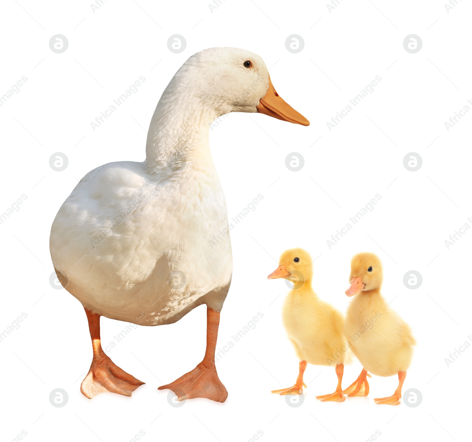 Image of Duck and small fluffy ducklings on white background