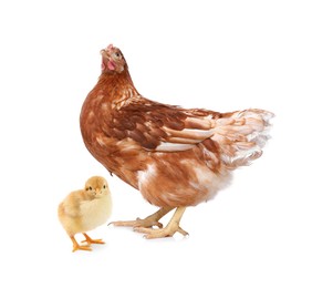 Chicken with cute chick on white background