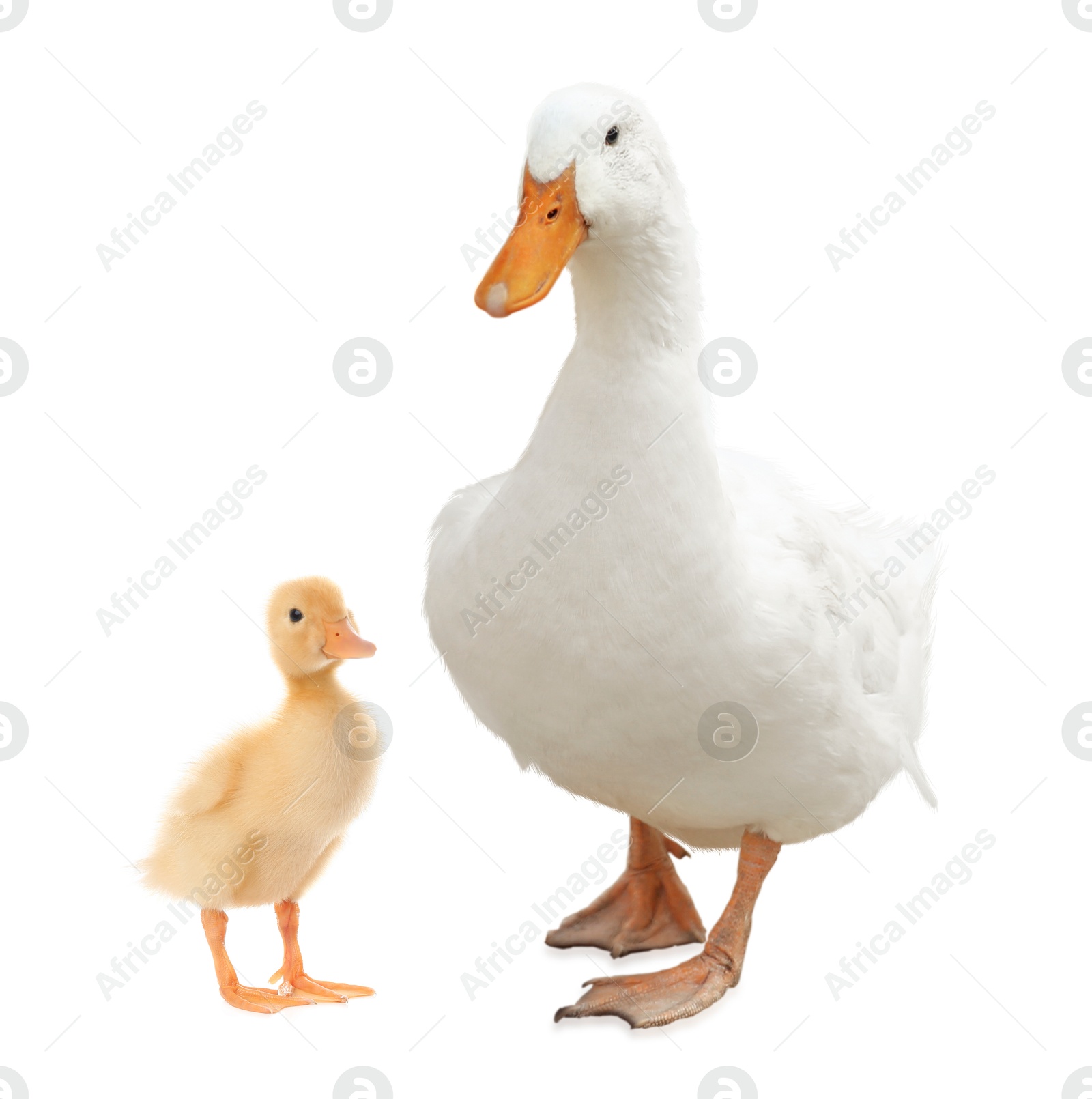 Image of Duck and small fluffy duckling on white background