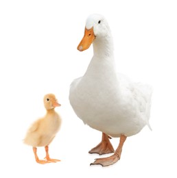 Image of Duck and small fluffy duckling on white background