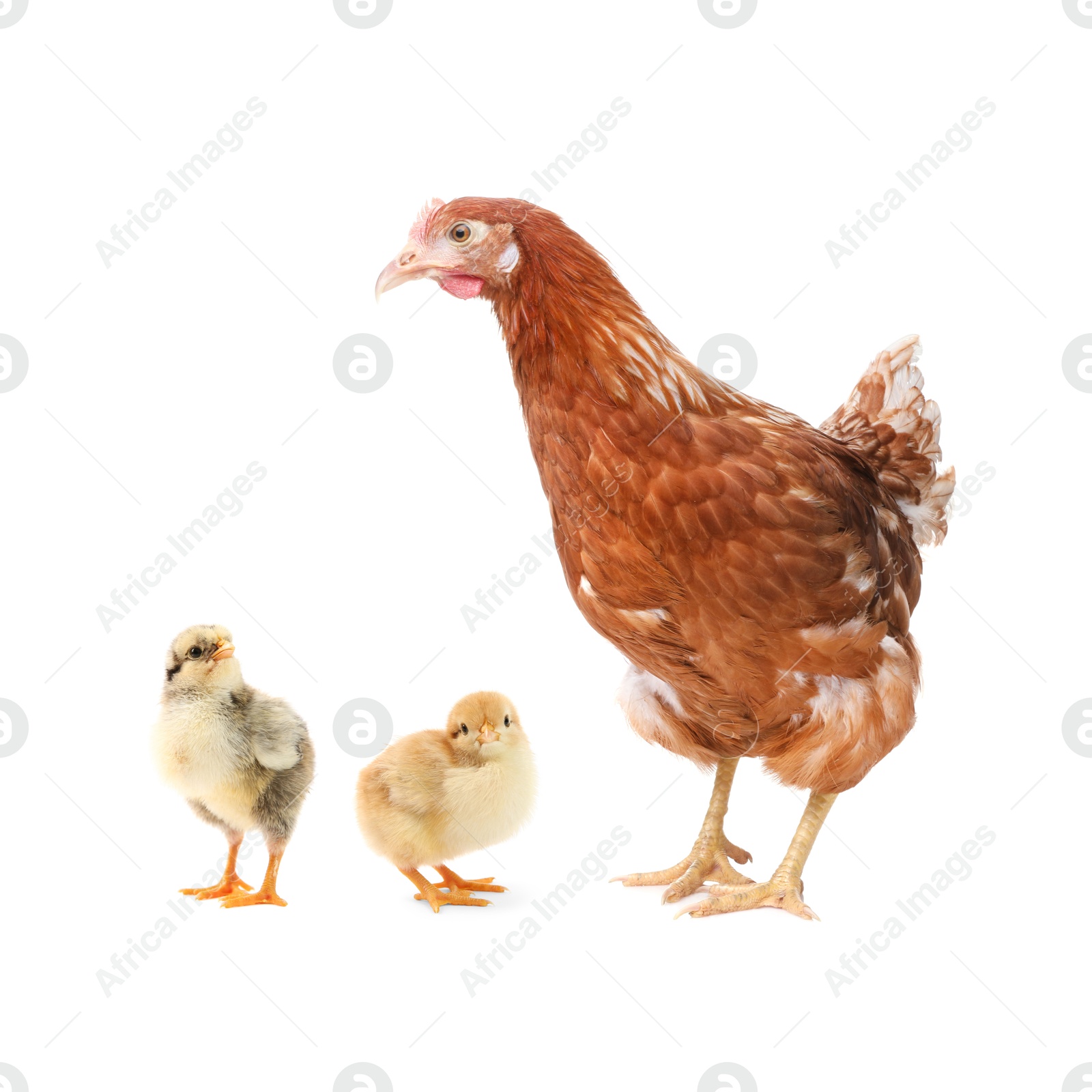 Image of Chicken with cute chicks on white background