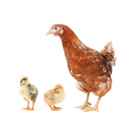 Chicken with cute chicks on white background