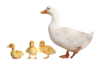 Image of Duck and small fluffy ducklings on white background