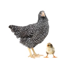 Image of Chicken with cute chick on white background