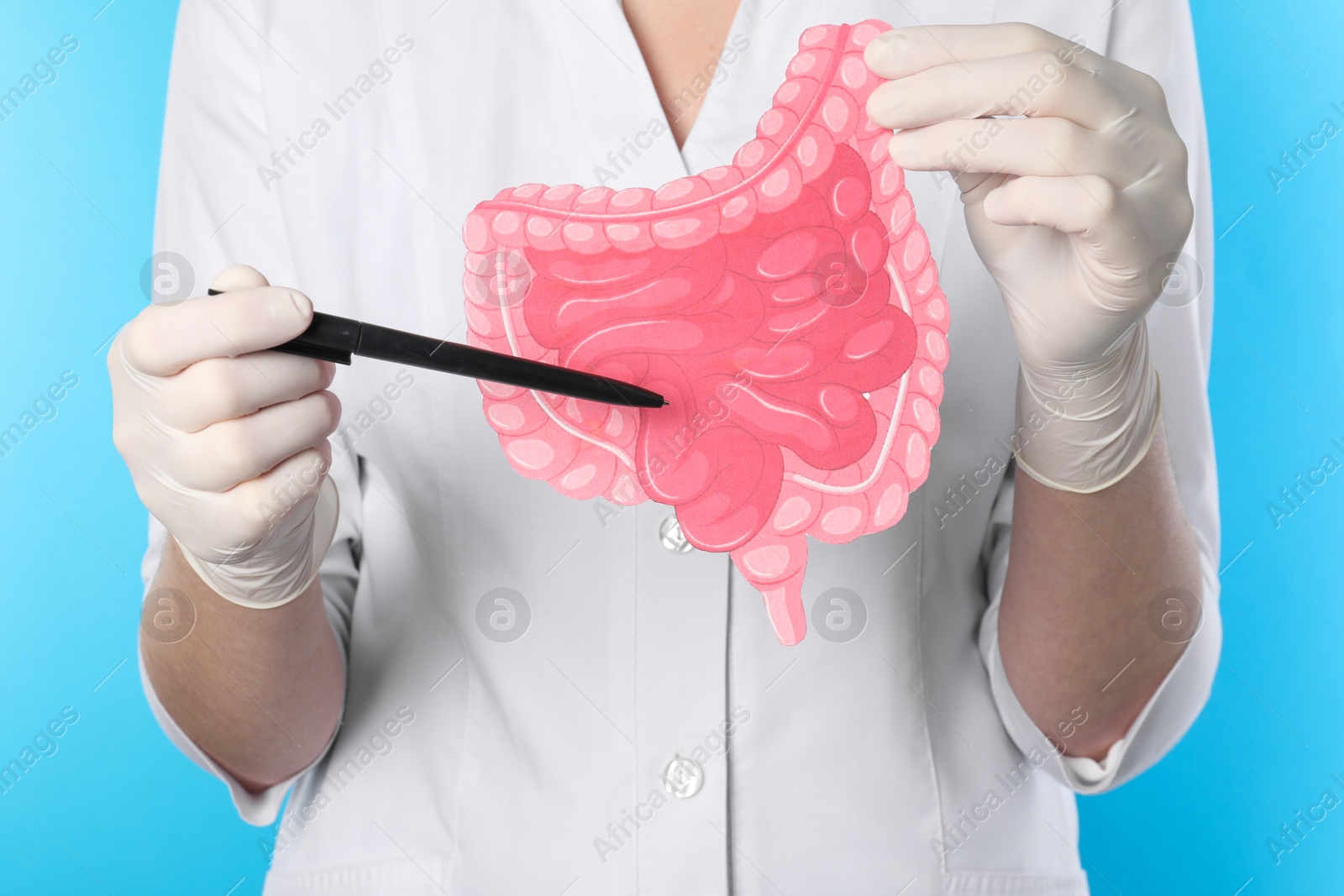 Photo of Doctor showing paper intestine cutout on light blue background, closeup