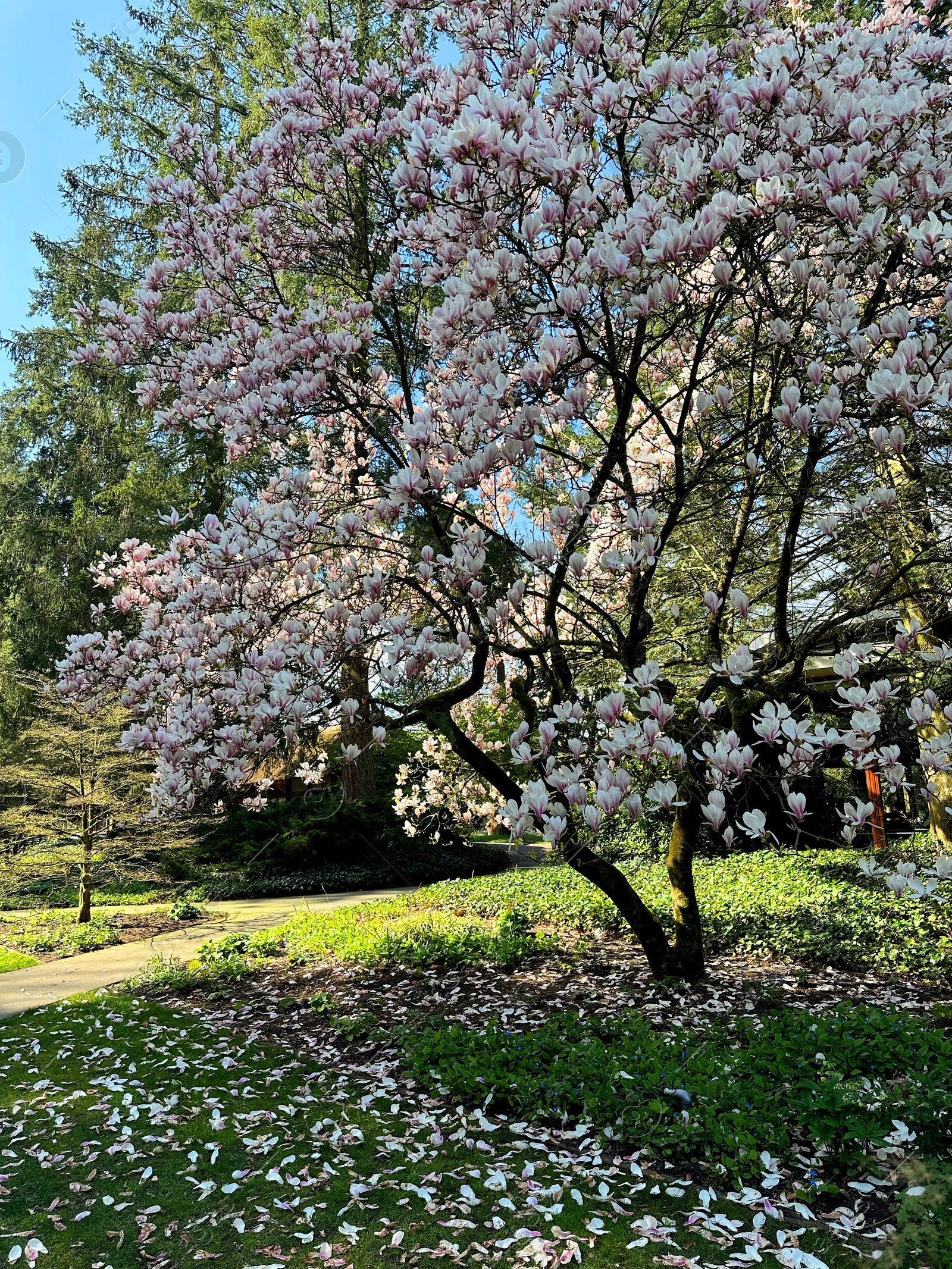 Photo of Beautiful magnolia shrub with white flowers growing outdoors