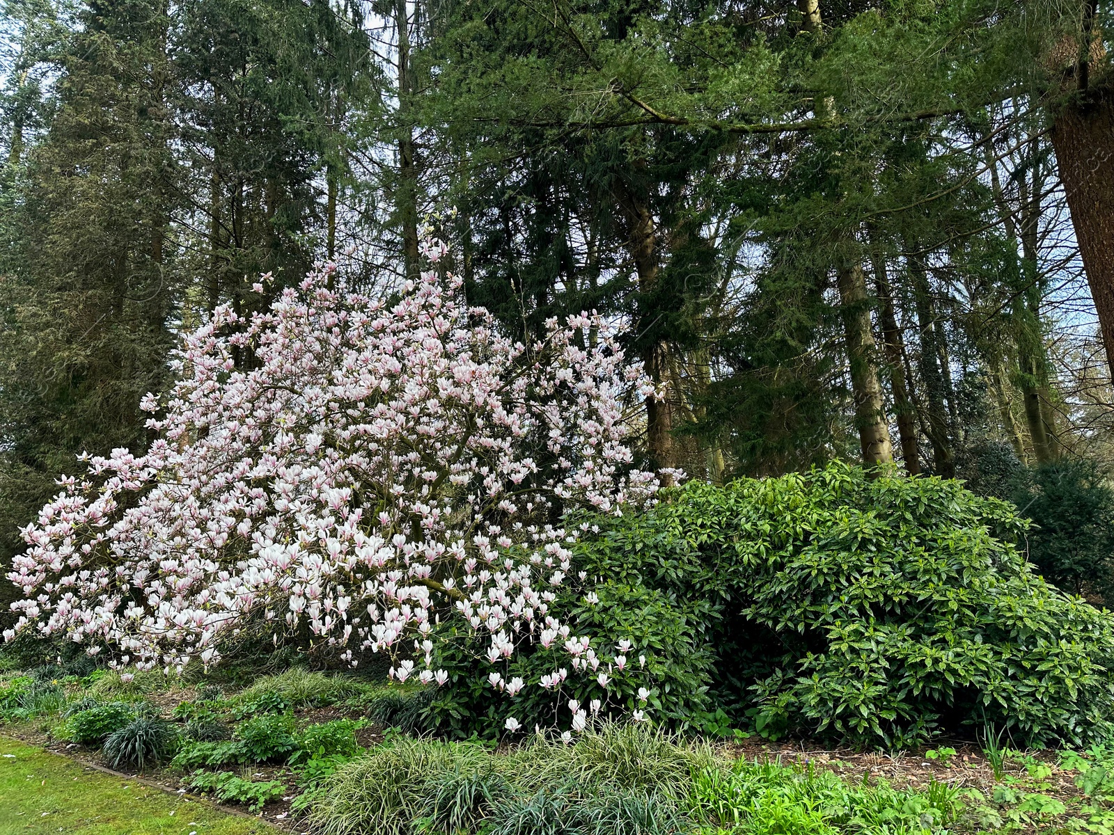 Photo of Beautiful magnolia shrub with white flowers growing outdoors