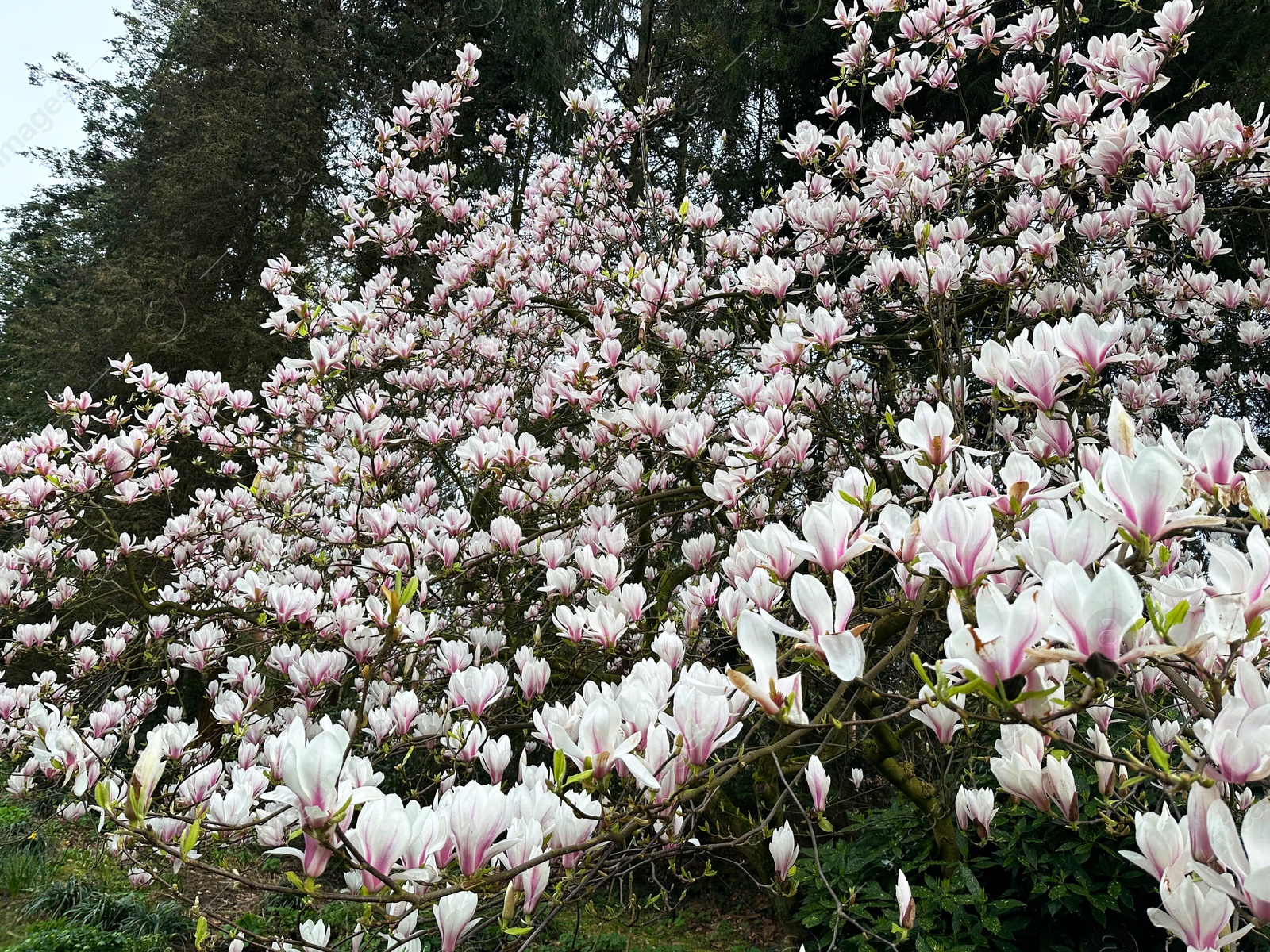 Photo of Beautiful magnolia shrub with white flowers growing outdoors