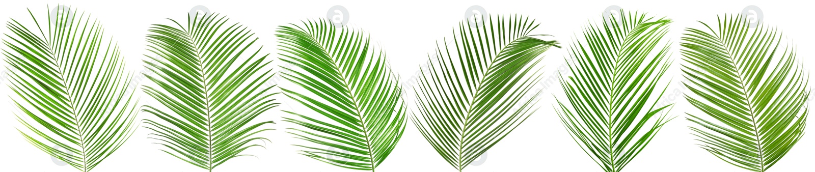 Image of Green coconut palm leaves isolated on white, set