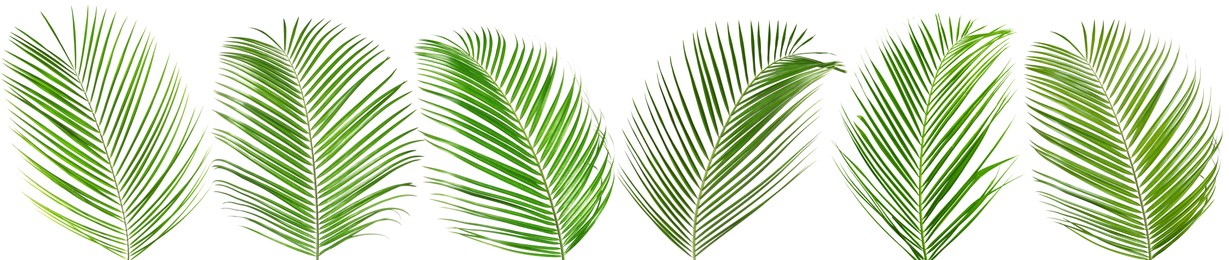 Image of Green coconut palm leaves isolated on white, set